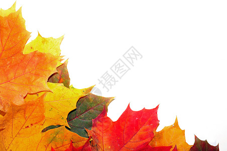 五颜六色的秋天枫叶背景图片