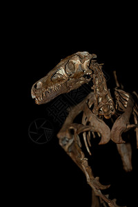 恐龙化石和复制品为生动的过去画出图片
