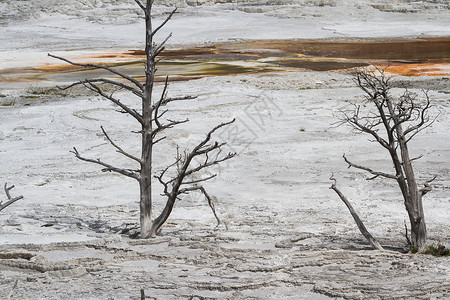 旧矿泉水流的变化导致一棵枯树图片