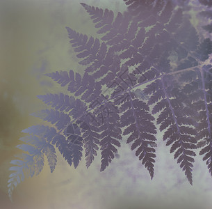 用光操作创建的风格化紫色橡树叶图片