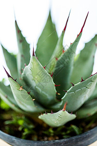 白色背景上的小龙舌兰植物图片