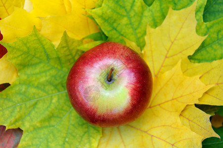 秋天的静物与红苹果和树叶背景图片