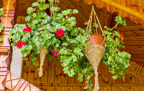 有天竺葵垂悬装饰木阳台的花盆背景图片