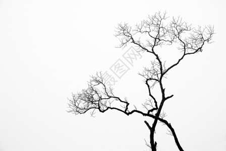 隔离光秃的黑白死枝树背景图片