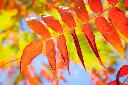 树背景上的秋叶图片