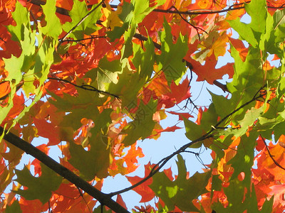 红色和绿色的秋叶图片