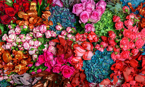 明亮的多彩姿的玫瑰背景图片