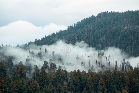 红杉公园的雾云山图片