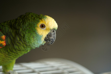 亚马逊鹦鹉AmazonaFal背景图片
