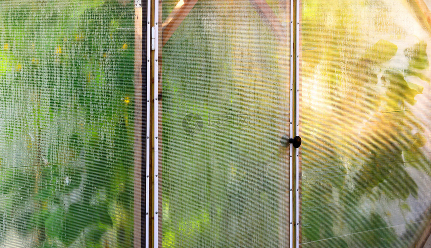 电影温床的墙和门的碎片用闪亮太阳照亮的植物轮廓cucurs通过错图片
