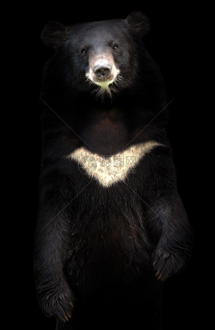 站在黑暗中的亚洲黑熊图片