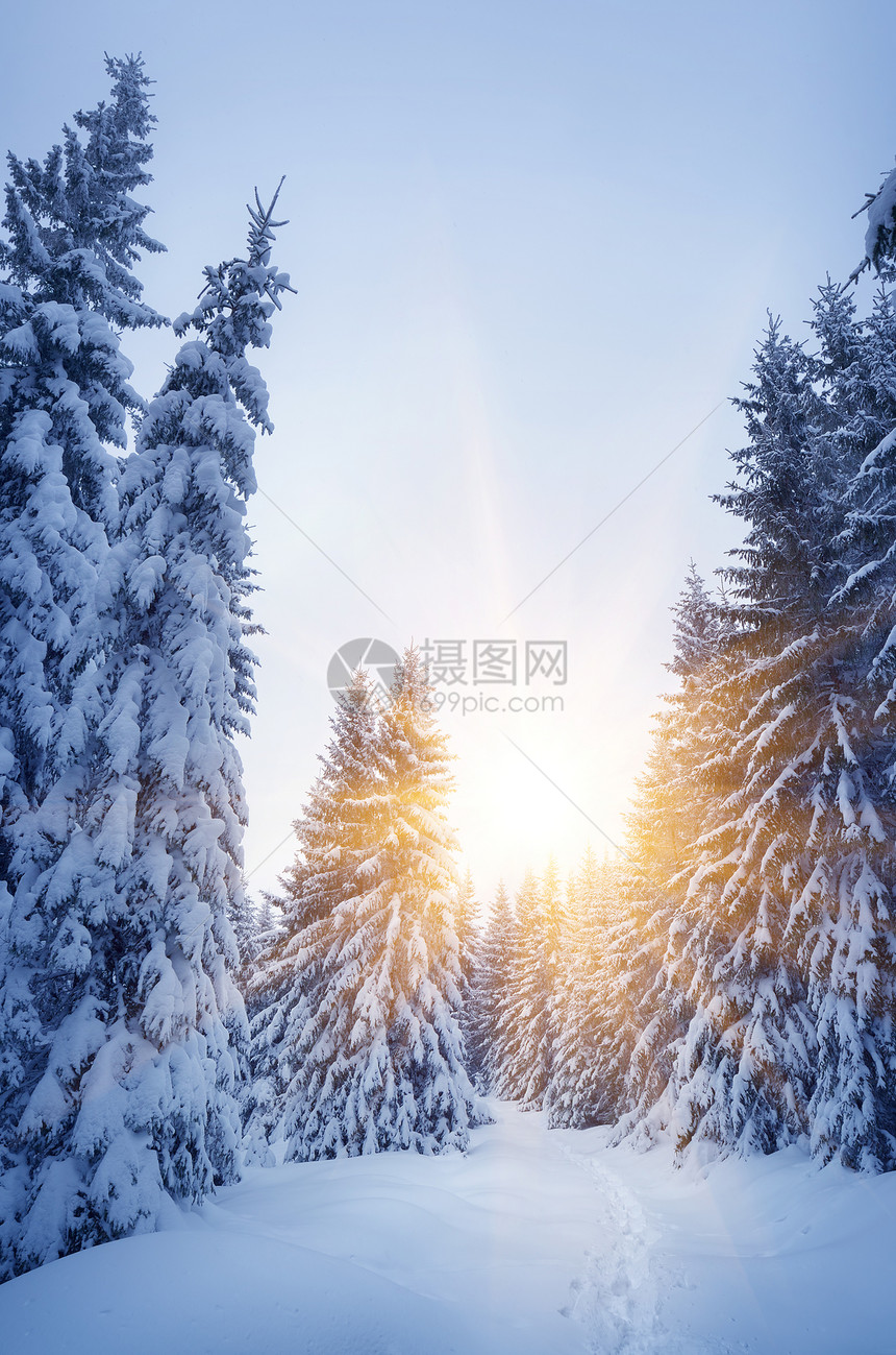 冬天在树林里景观树上的新雪图片