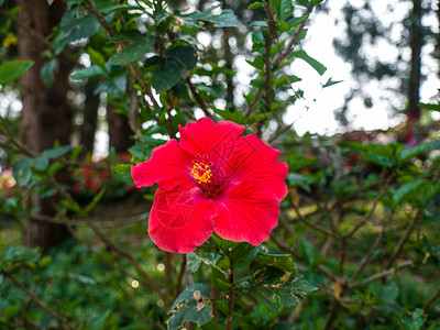 自然中的芙蓉花图片