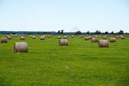 乡村绿地里的干草卷图片