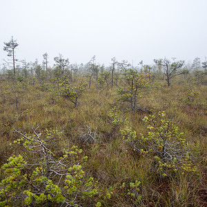 沼泽景观与沼泽和薄雾中的树木图片