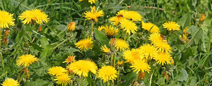 黄色的丹德利翁花朵与一些蜜蜂图片