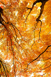 秋林中的树图片