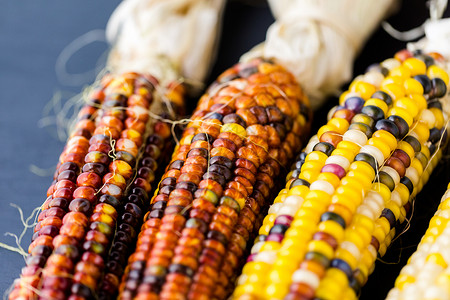 为装饰制作的多色印度玉米背景图片