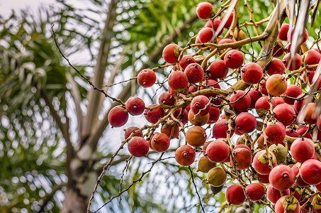 棕榈树上红色棕榈果实的图像图片