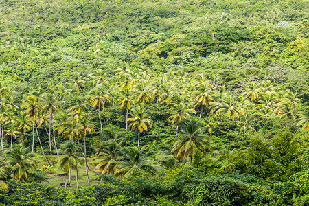 茂密的热带雨林中的棕榈树林图片