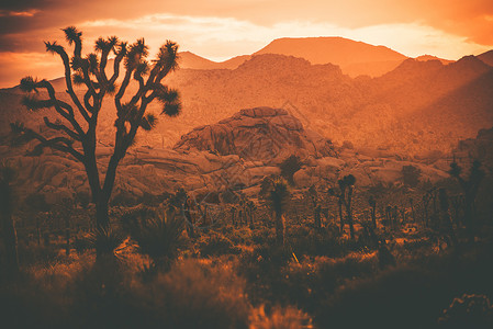 约书亚树和南加州沙漠圣贝纳迪诺山背景图片