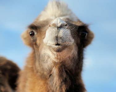 蓝天背景下的骆驼头专注于鼻子图片