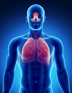 鼻窦和肺部问题图片