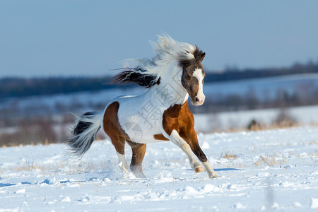 小马在冬季背景下的雪域中奔跑图片