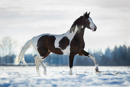 美丽的马在冬天的背景下在雪地里小跑图片
