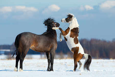 两匹马在冬天的户外雪地里玩耍图片