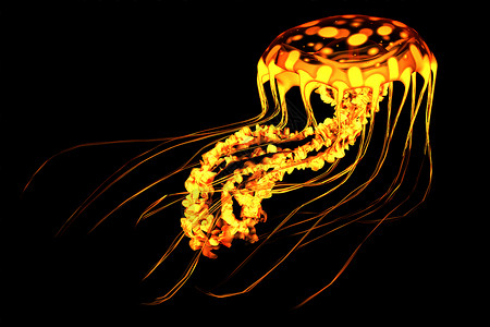 一种彩色明亮的水母在深海水域游泳有图片