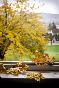 旧窗户上的秋叶背景模糊图片