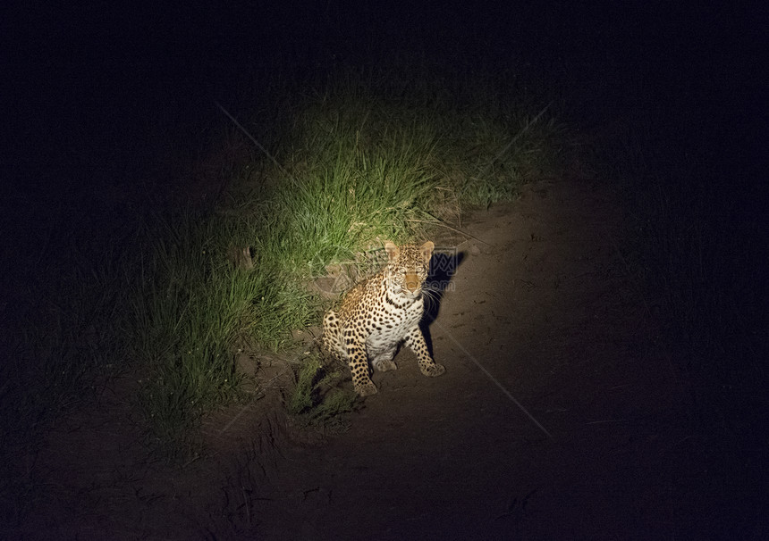 在乌干达Mburo湖公园夜间在Prowl的聚光图片