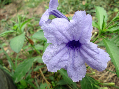 紫花朵图片