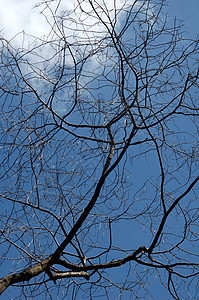 干净的蓝天下的枯树图片