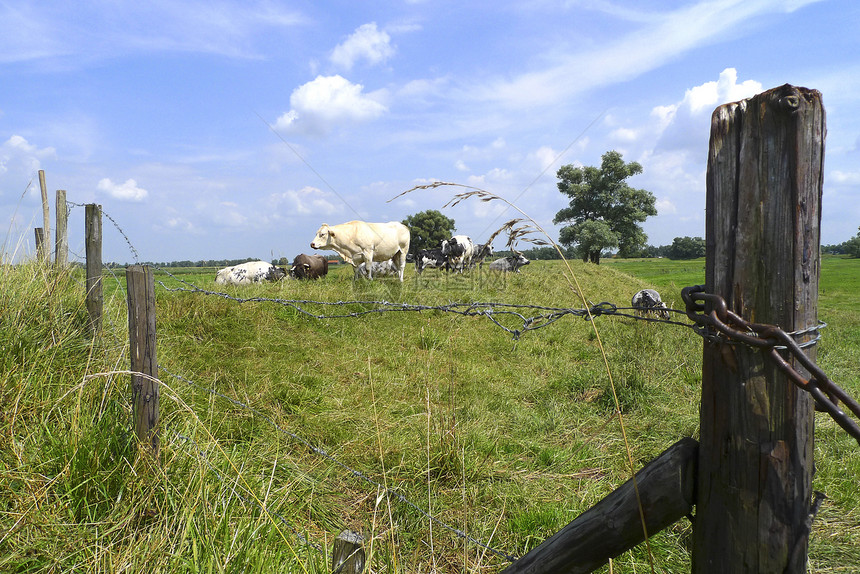 荷兰田野里的牛群图片