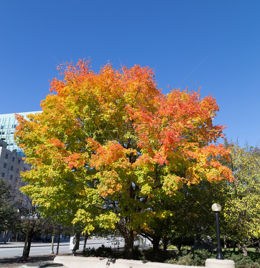 秋天五颜六色的枫树与复制空间图片