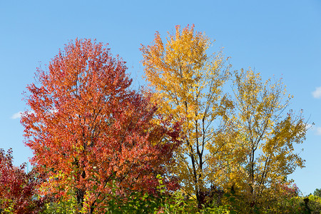秋天的红黄枫树图片