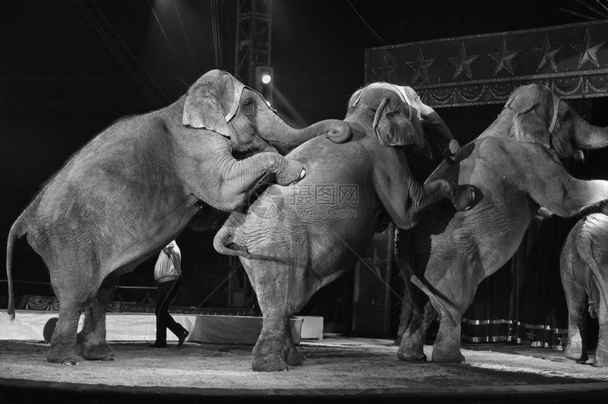 黑色背景上的马戏团大象图片
