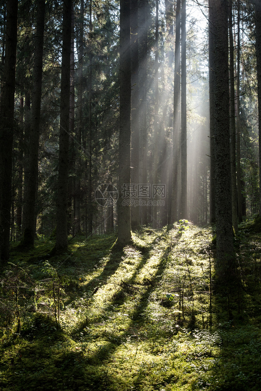 乡村早晨有阳光的森林道路图片