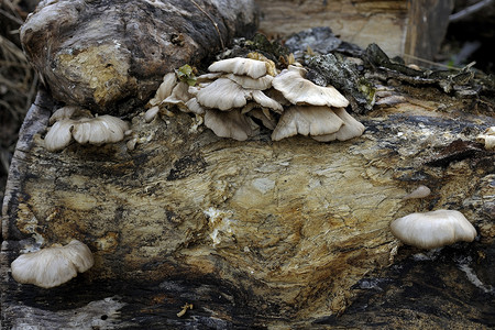 森林老树桩上的蘑菇图片