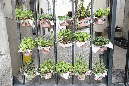 街道上的肥料植物一个装有植物图片