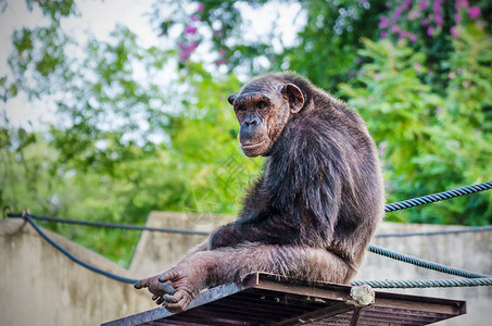 坐在动物园里的黑猩图片