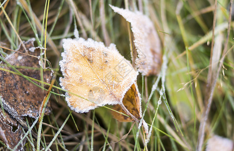 秋叶在草地上结霜初秋霜图片