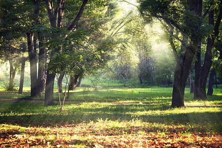 在阳光照射的秋季公园清理图片