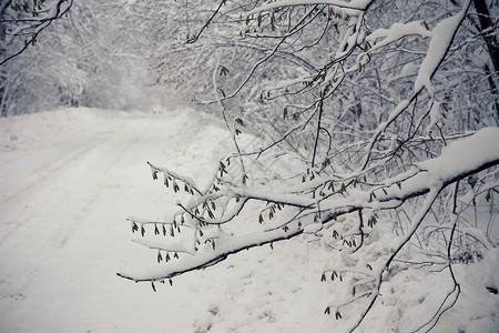 在降雪以后的冬天路图片