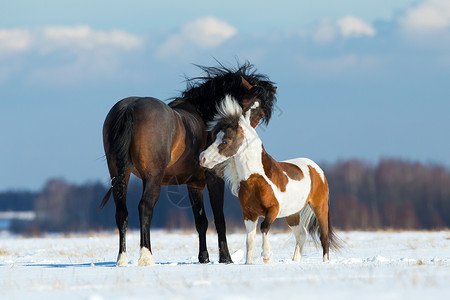 冬天两匹马在雪地里玩耍图片
