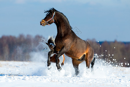 冬天两匹马在雪地里玩耍和奔跑图片