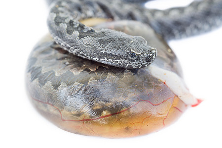 在蛇蛋和白色背景的小蝰蛇latastei蛇背景图片