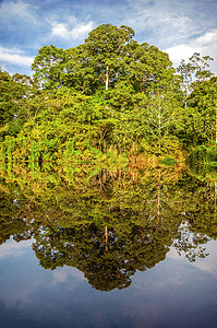 亚马逊雨林中的河流秘鲁南美洲图片